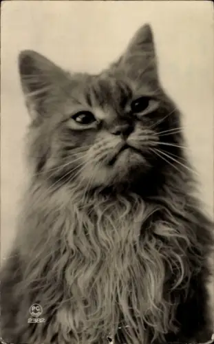 Ak Katze, Tierportrait