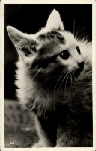 Ak Katze, Tierportrait