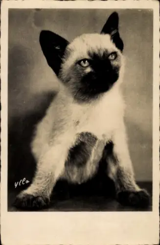 Ak Katze, Siamkatze, Tierportrait