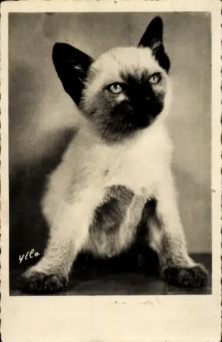 Ak Katze, Siamkatze, Tierportrait