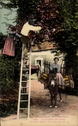 Ak Normandie, Kirschenernte, Frau auf einem Esel
