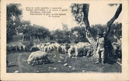 Ak Schafherde, Schäfer, Landwirtschaft