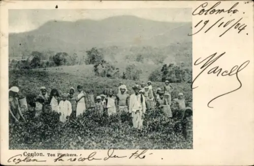 Ak Ceylon Sri Lanka, Tee-Pflücker