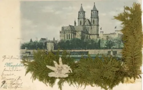 Material Ak Magdeburg an der Elbe, Dom, Herbarium, Moos, Edelweiß