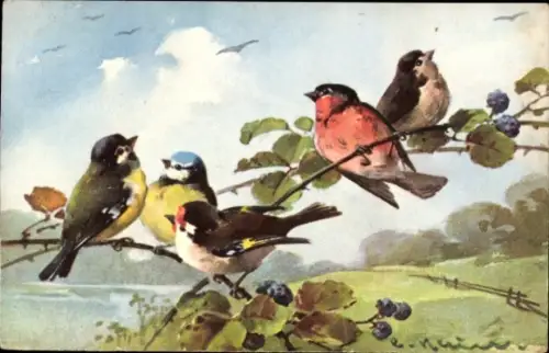 Künstler Ak Klein, Catharina, Vögel auf einem Brombeerzweig, Meisen