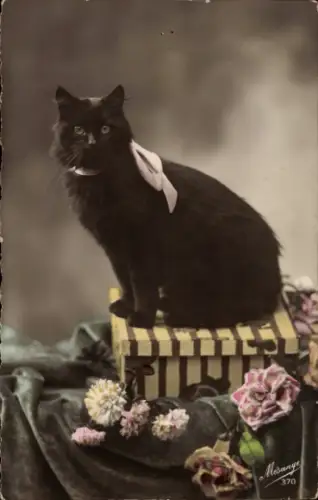 Ak Schwarze Katze, Tierportrait