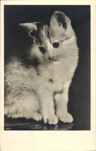 Ak Katze, Tierportrait