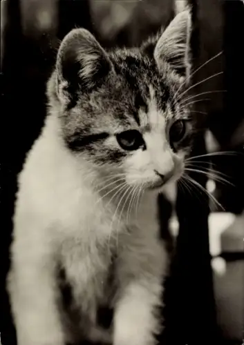 Ak junge Katze, Tierportrait