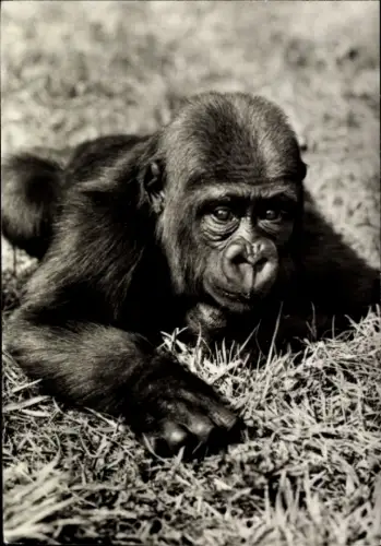 Ak Junger Gorilla, Foto von Gerhard Budich