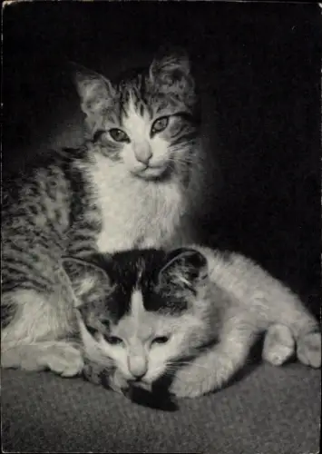 Ak Treue Freundschaft, zwei junge Katzen, Flechsig Bildkarte, Elisabeth Hase