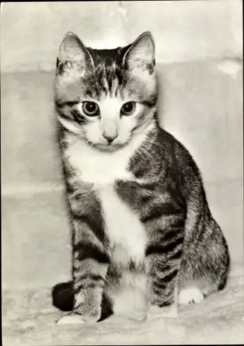 Ak Junge getigerte Katze, Tierportrait