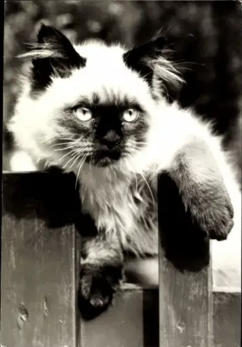 Ak Katze am Zaun, Colourpoint, Katzenportrait, Tierportrait