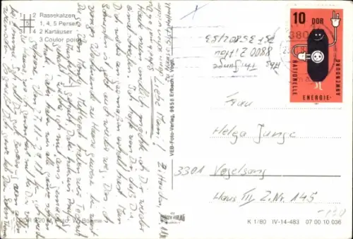 Ak Rassekatzen, Perser, Kartäuser, Colour Point