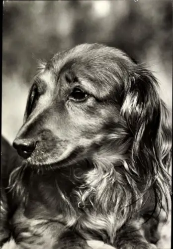 Ak Langhaardackel, Tierportrait