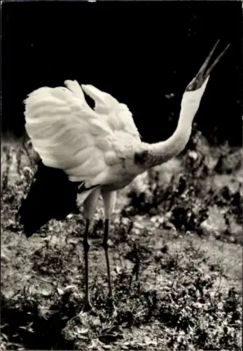 Ak Nonnenkranich, Tierportrait