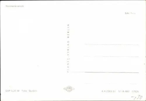 Ak Nonnenkranich, Tierportrait