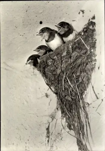 Ak Junge Rauchschwalben im Nest