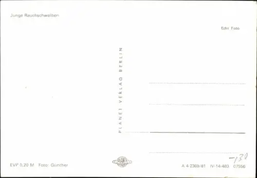 Ak Junge Rauchschwalben im Nest