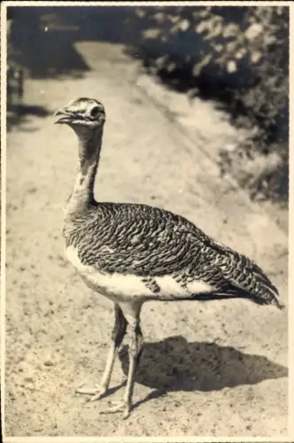 Ak Großtrappe, Tierportrait