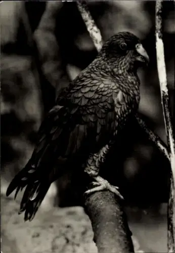 Ak Kea, Tierportrait