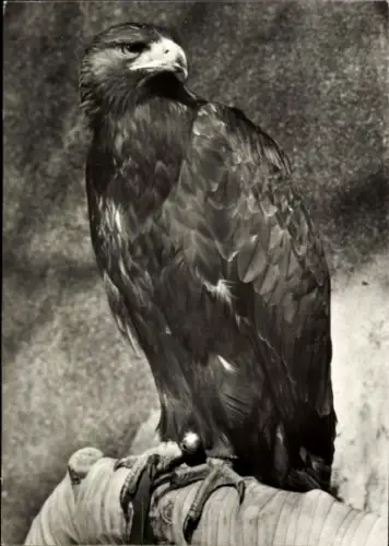 Ak Steinadler, Tierportrait