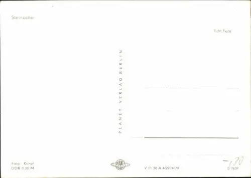 Ak Steinadler, Tierportrait