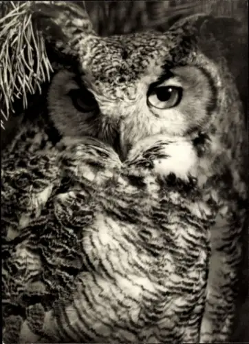 Ak Amerikanischer Uhu, Tierportrait