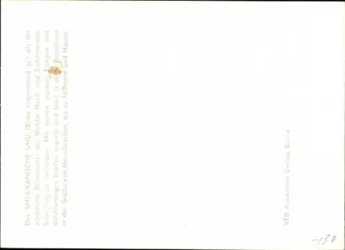 Ak Amerikanischer Uhu, Tierportrait