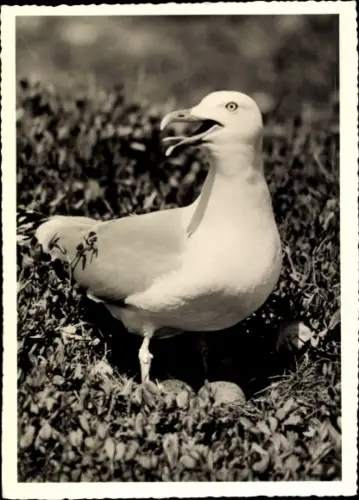 Ak Silbermöwe am Nest, Tierportrait