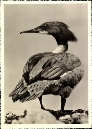 Ak Gänsesäger, Tierportrait