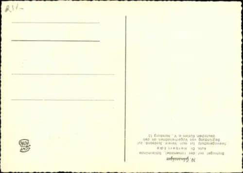 Ak Gänsesäger, Tierportrait