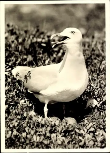 Ak Silbermöwe am Nest, Tierportrait