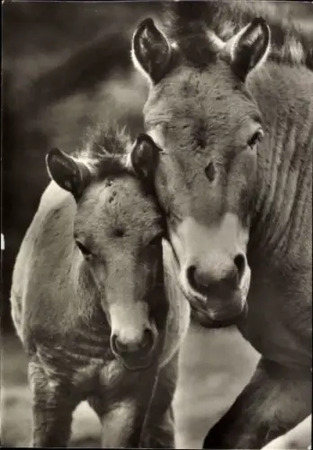 Ak Przewakskipferd mit Fohlen, Tierportrait