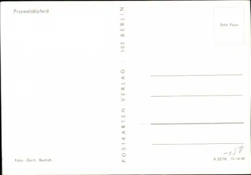 Ak Przewakskipferd mit Fohlen, Tierportrait