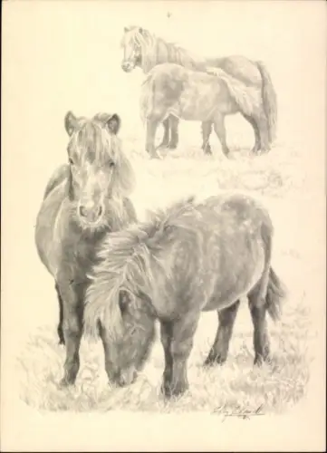 Künstler Ak Stig Blanck, Shetlandponys