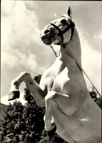 Ak Steigendes weißes Pferd mit Zaumzeug