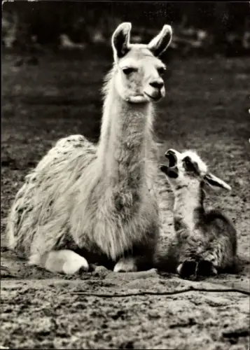 Ak Lamas, Lamastute mit Fohlen, Tierportrait