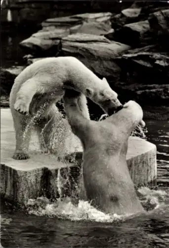 Ak Eisbären, Tierportrait