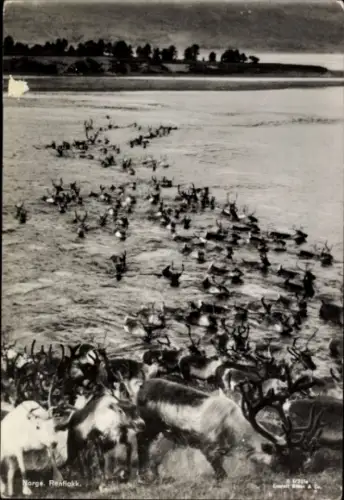 Ak Norwegen, Rentiere durchqueren einen Fluss