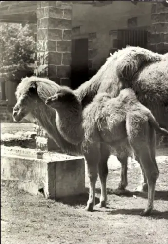 Ak Trampeltier mit Jungtier, Tierportrait