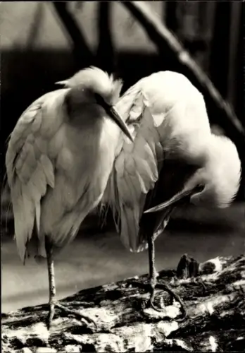 Ak Kuhreiher, Tierportrait