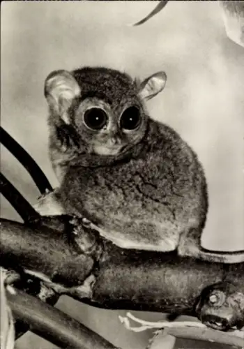 Ak Zwergkoboldmaki, Koboldmakis