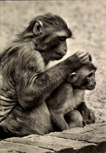 Ak Affe laust den Kopf eines Jungtiers