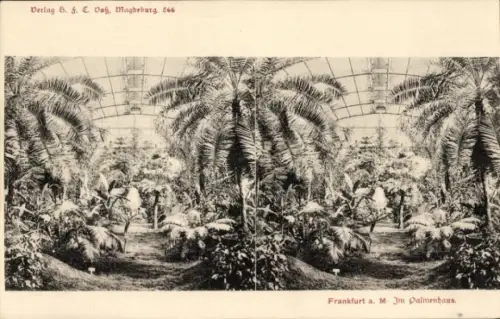 Stereo Ak Frankfurt am Main, Im Palmenhaus