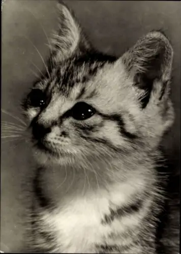 Ak Junge Katze, Tierportrait