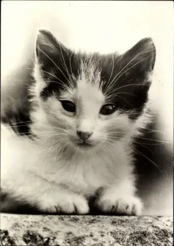 Ak Junge Katze, Tierportrait
