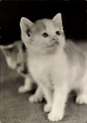 Ak Zwei junge Katzen, Kätzchen