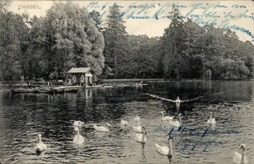 Ak Cassel Kassel in Hessen, Schwäne im Wasser, Bootshaus, Bäume, Cassel