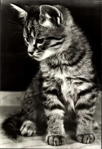 Ak junge getigerte Katze, Tierportrait