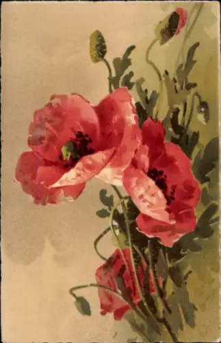 Künstler Ak Klein, Catharina, blühender Mohn